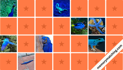 Blue Animals Memory Game - match the cards