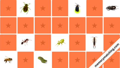 Insects and Bugs Memory Game - match the cards