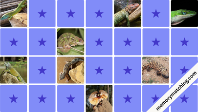 Lizards Memory Game - match the cards
