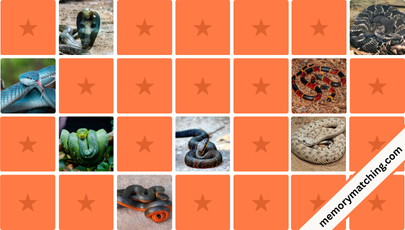 Snakes Memory Game - match the cards