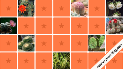 Cactus Memory Game - match the cards