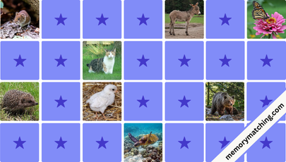 Pets Memory Game - match the cards