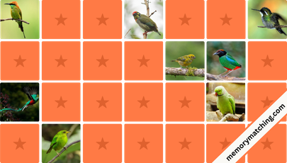 Green Birds Memory Game - match the cards