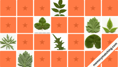 Herbarium Memory Game - match the cards