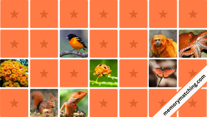 Orange Animals Memory Game - match the cards