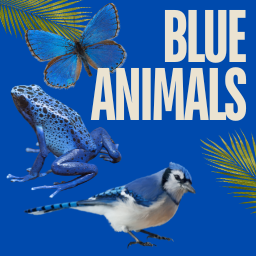 Blue Animals Memory Game