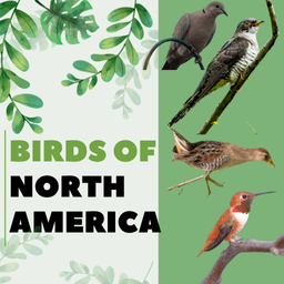 Birds of North America Memory Game