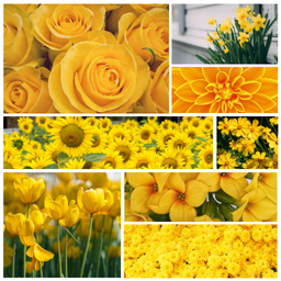 Yellow Flowers Memory Game